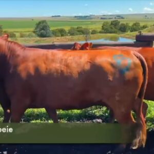 8 Dragtige Koeie / Pregnant Cows