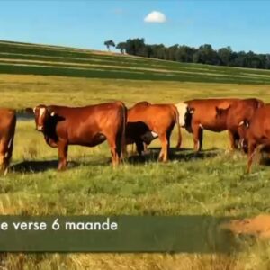 25 Dragtige Verse / Pregnant Heifers