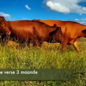 23 Dragtige Verse / Pregnant Heifers