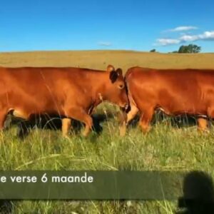 Alternative view of 43 Dragtige Verse / Pregnant Heifers