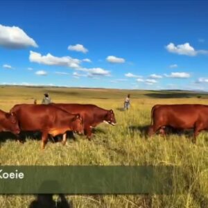 27 Dragtige Koeie / Pregnant Cows