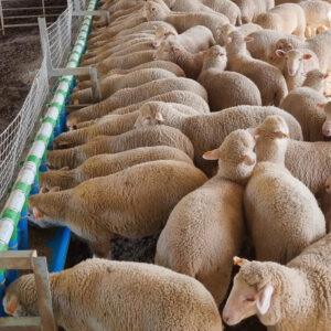 Up to 50m Custom Sheep Feeder