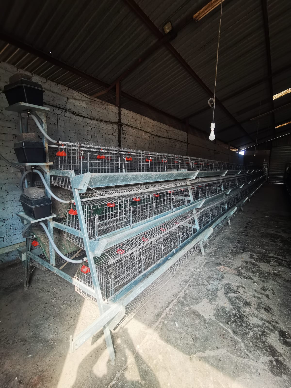 Hoender Hokke / Chicken Layer Cages - Image 2