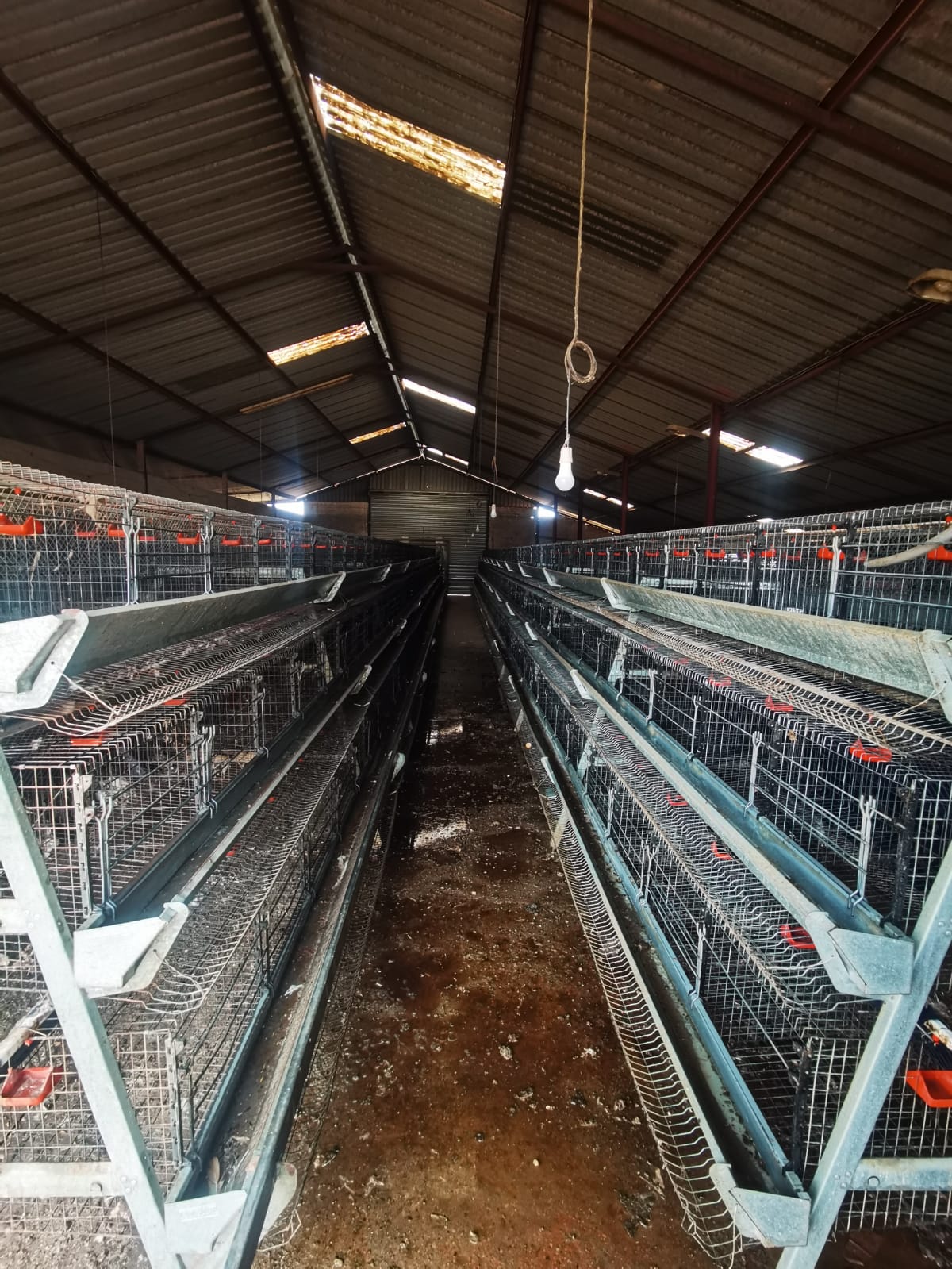 Hoender Hokke / Chicken Layer Cages - Image 3