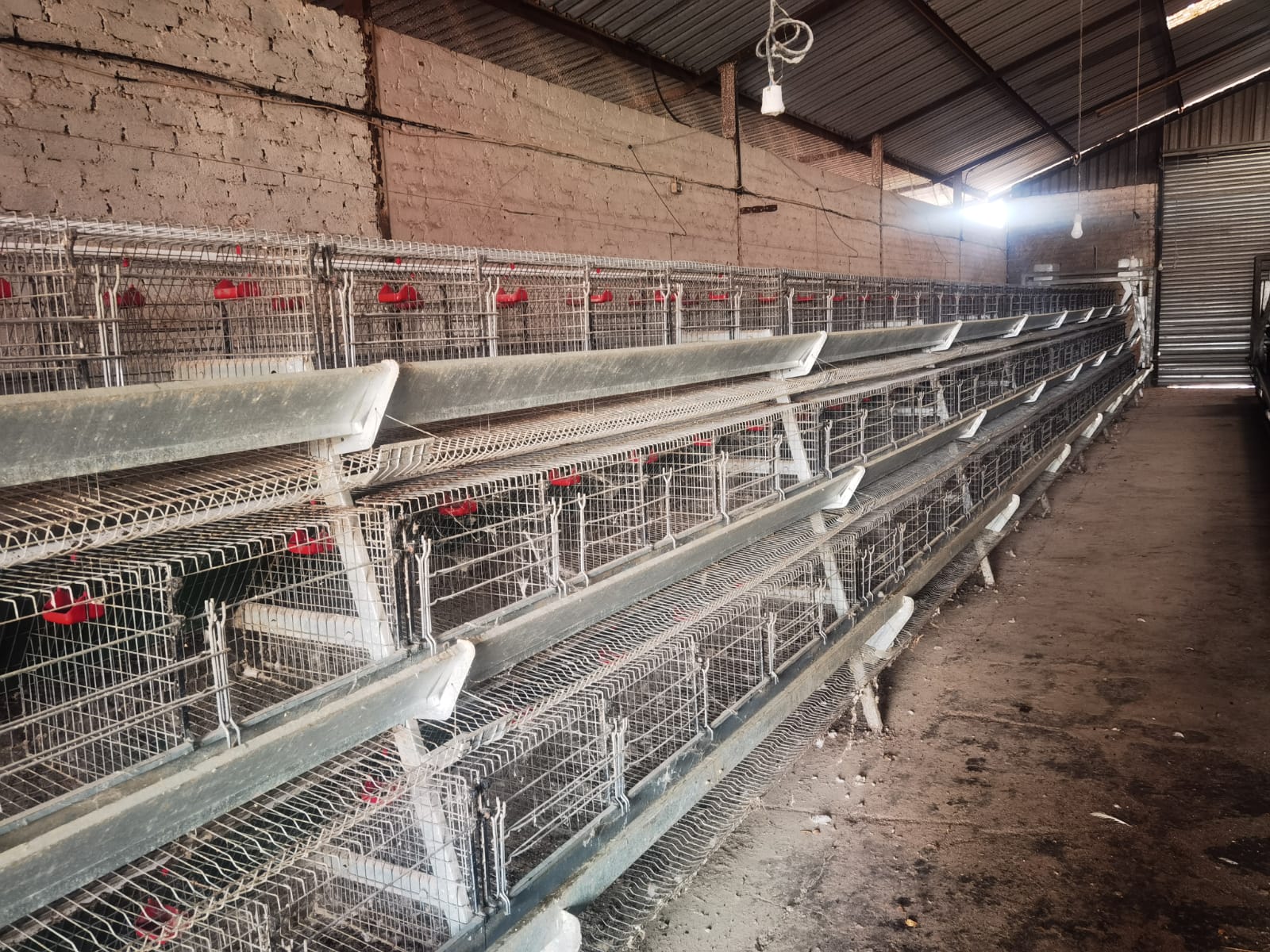 Hoender Hokke / Chicken Layer Cages
