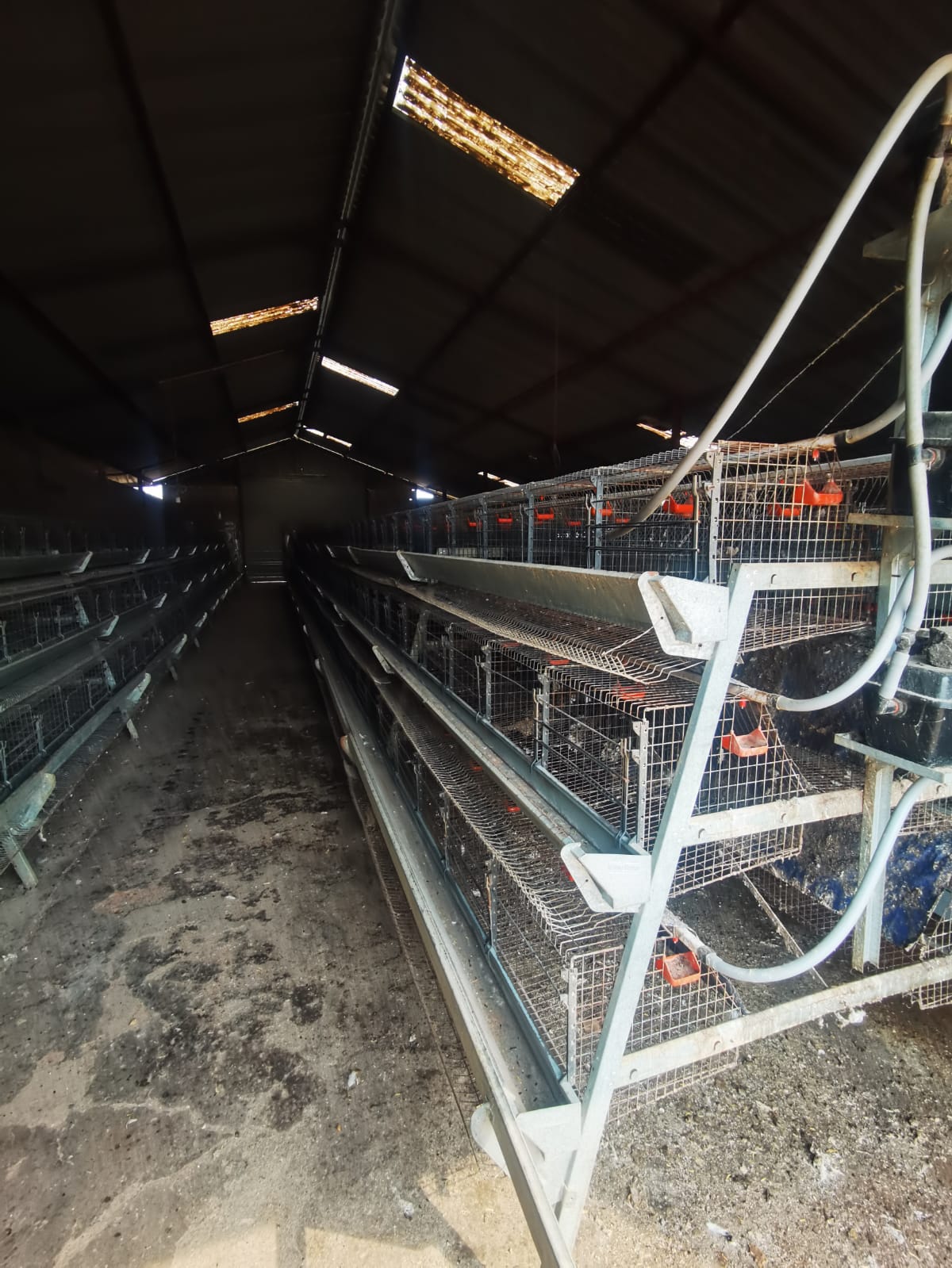 Hoender Hokke / Chicken Layer Cages - Image 6
