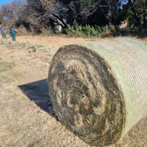 Tef Bale / Tef Bales