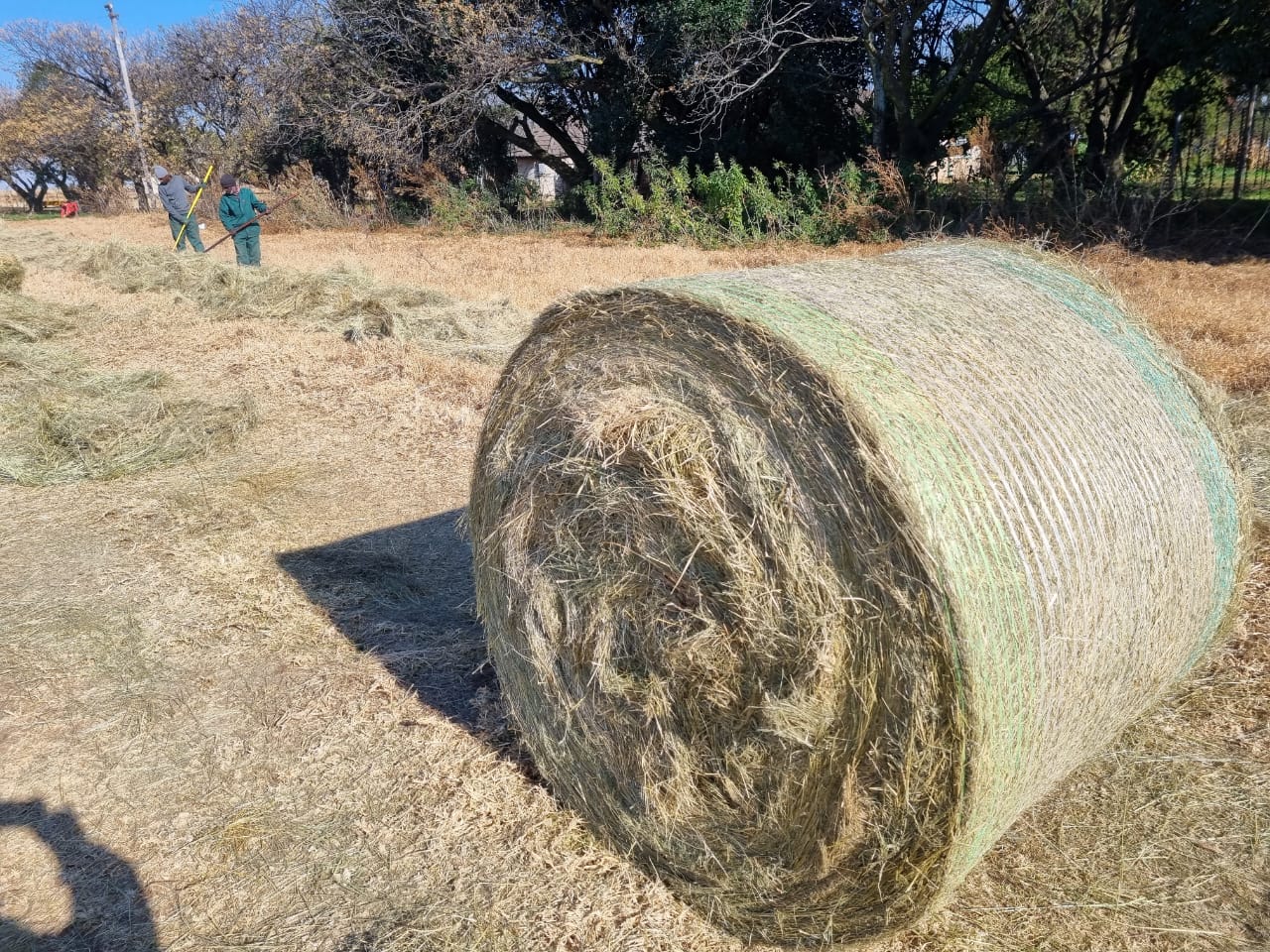 Tef Bale / Tef Bales