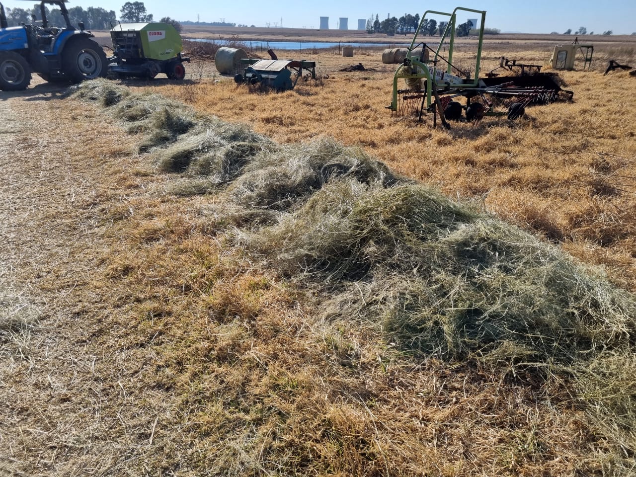 Tef Bale / Tef Bales - Image 3