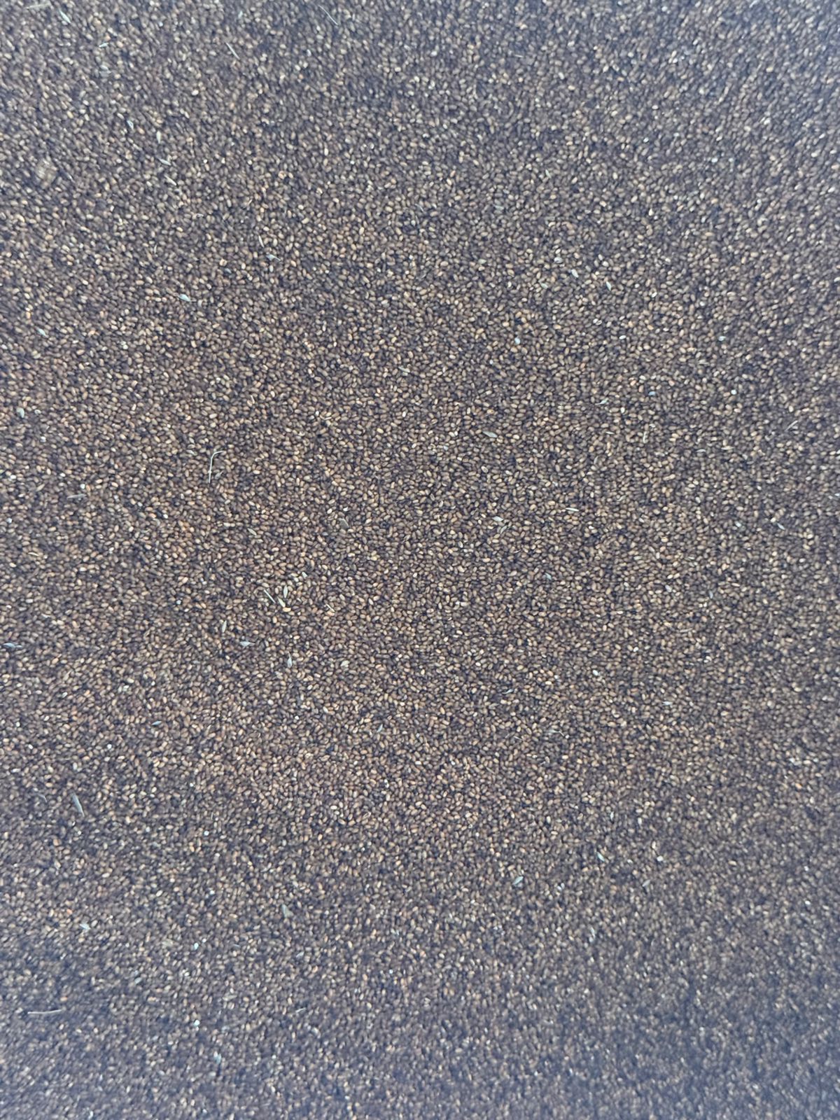 Teff Saad / Seed - Image 4