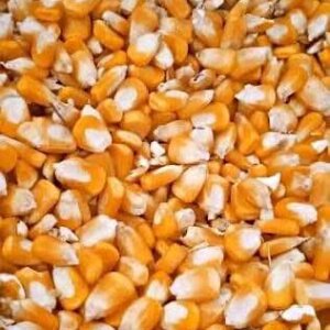 Yellow Maize / Geelmielies