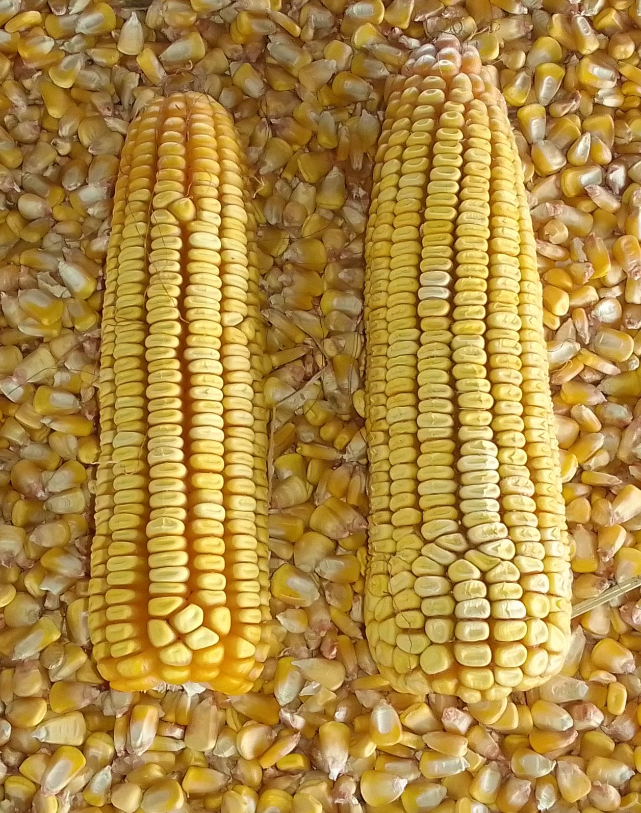 A Grade Yellow Corn / A Graad Geelmielies