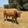 Harde Handelsmerk Wagyu Bul / Hard Brand Wagyu Bull